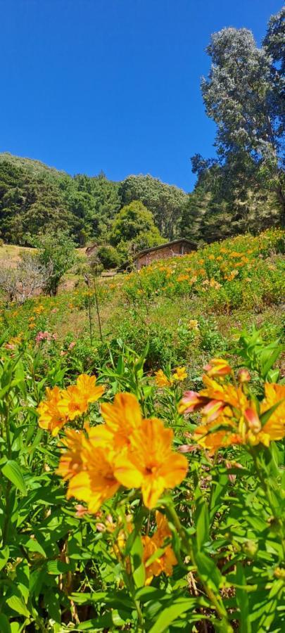 El Pital Ecolodge San Ignacio Ngoại thất bức ảnh